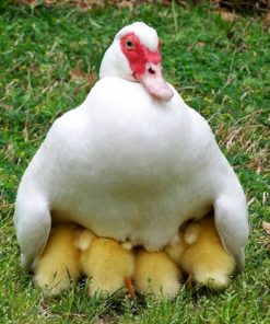 White Muscovy Ducklings